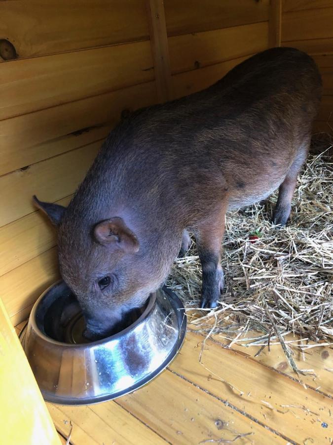 La Grange - Animal Chic 3* Courmayeur
