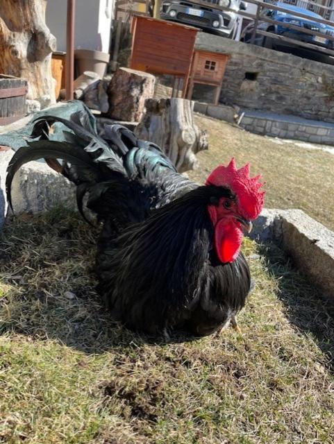 La Grange - Animal Chic 3*
